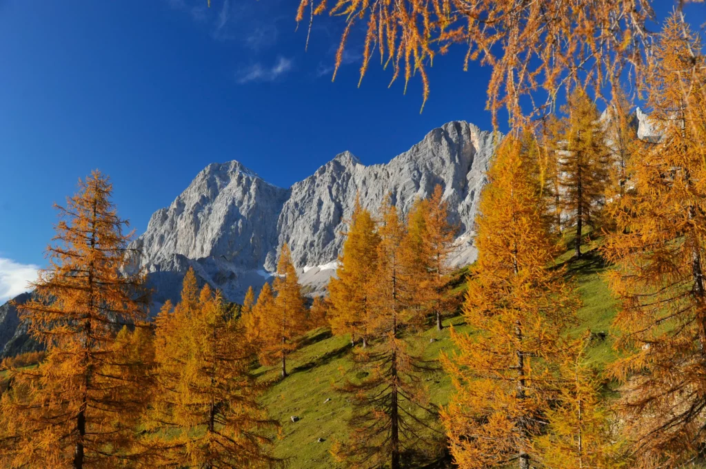 Lärchen im Herbstgold vor den Bergen - Urlaub in Schladming-Dachstein